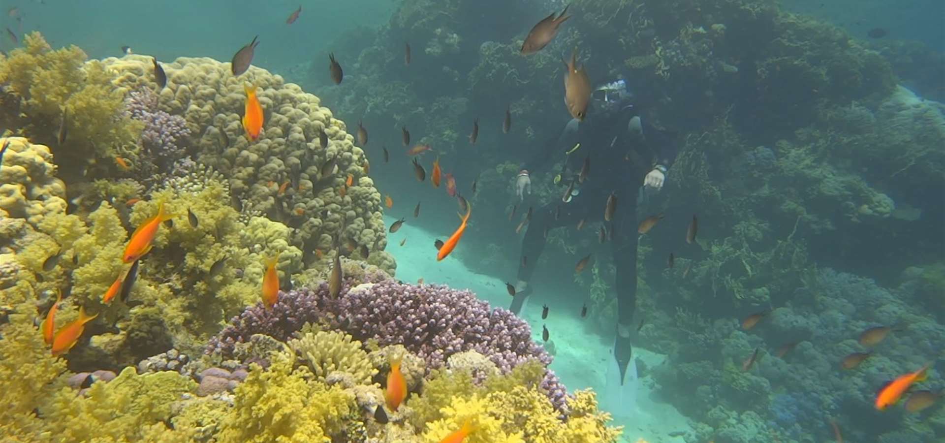 Grand Plaza diving